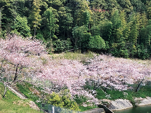 針木 針木