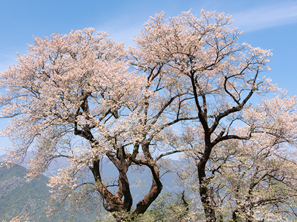 仁淀川町 仁淀川町