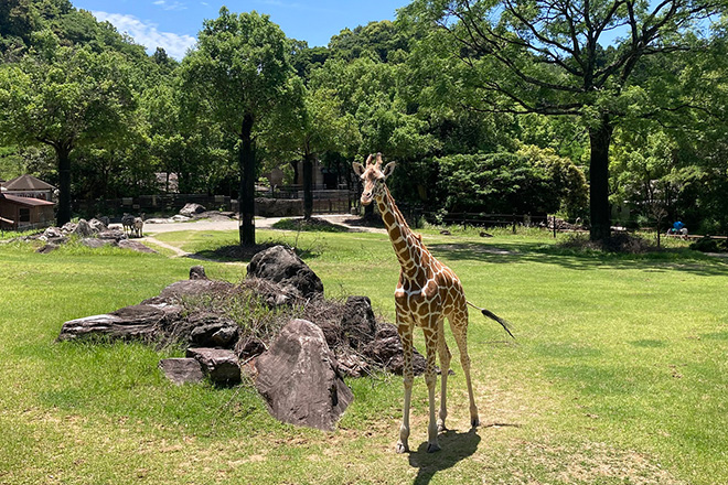 高知県立のいち動物公園